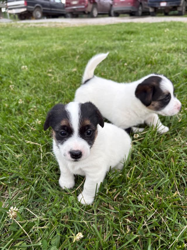 Russell Terrier Puppies media 20