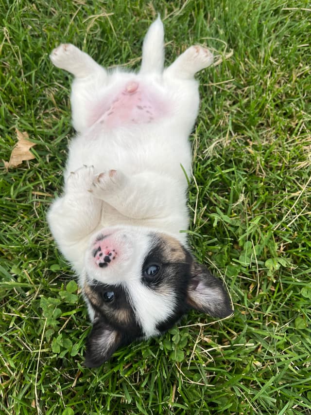 Russell Terrier Puppies media 21