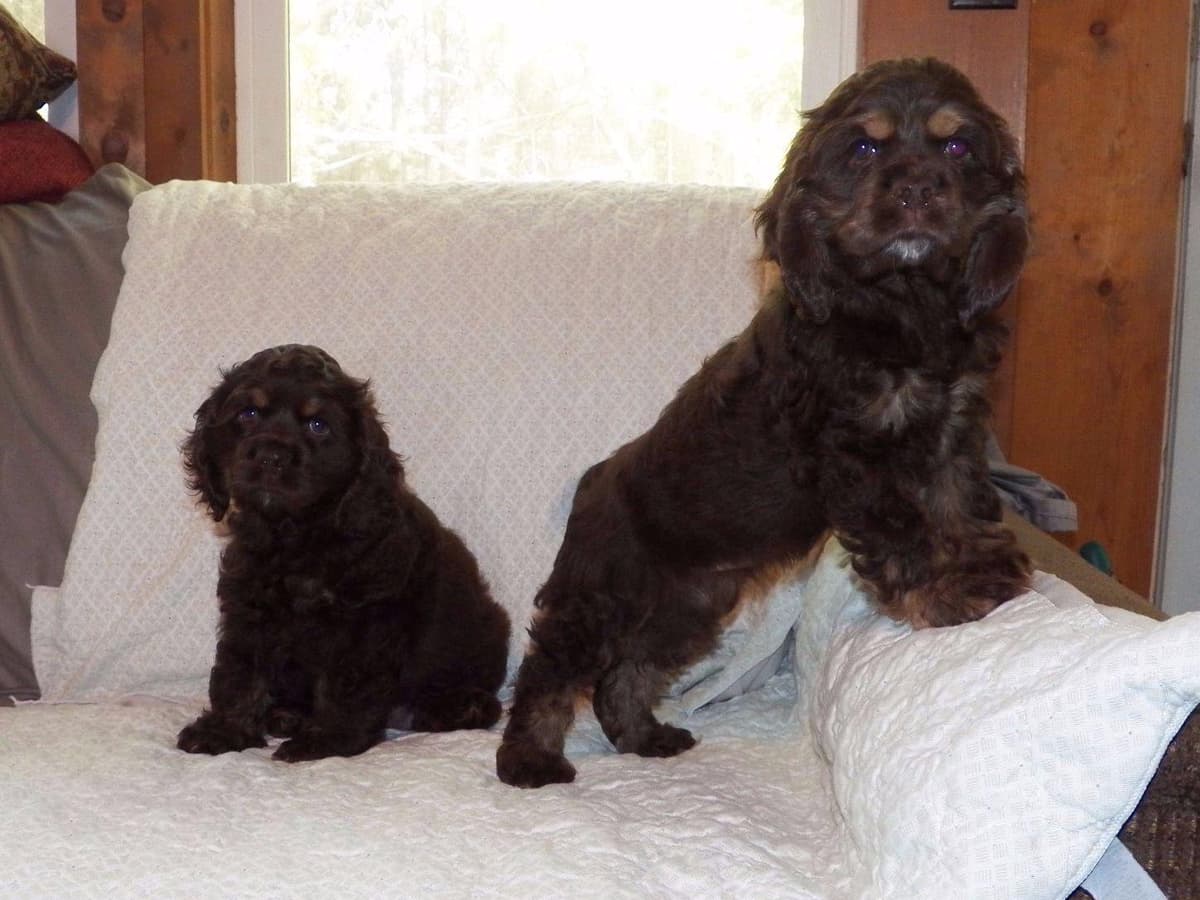 Cocker Spaniel Puppies breeder image 20