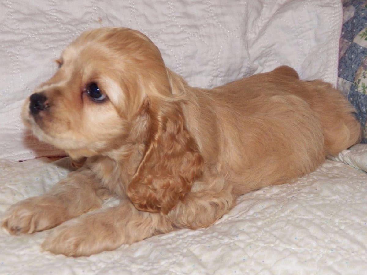 Cocker Spaniel Puppies breeder image 21