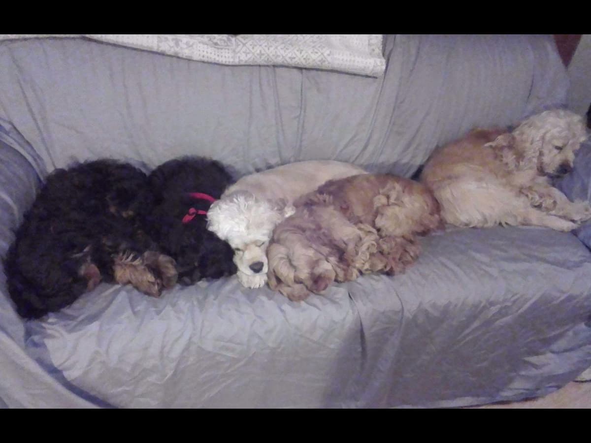 Cocker Spaniel Puppies breeder image 18