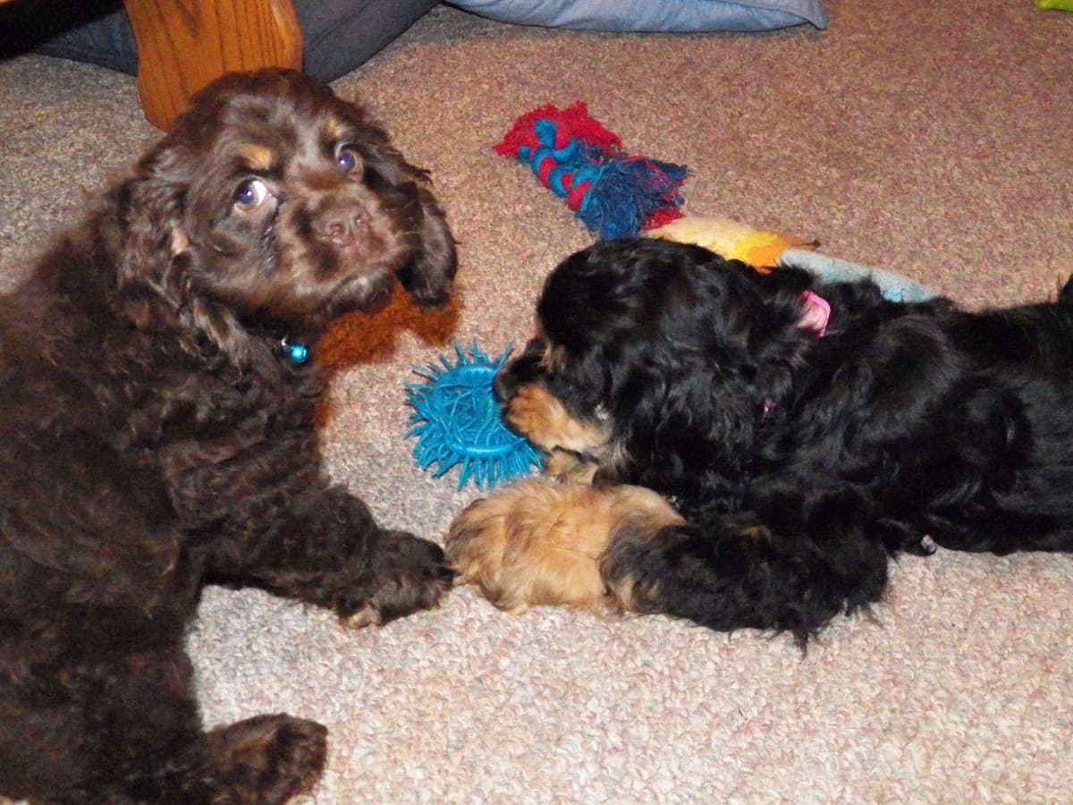 Cocker Spaniel Puppies breeder image 23