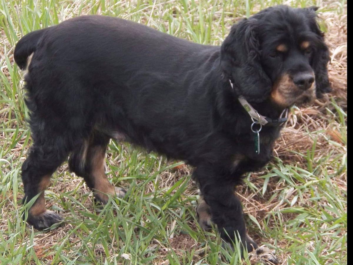 Cocker Spaniel Puppies breeder image 24