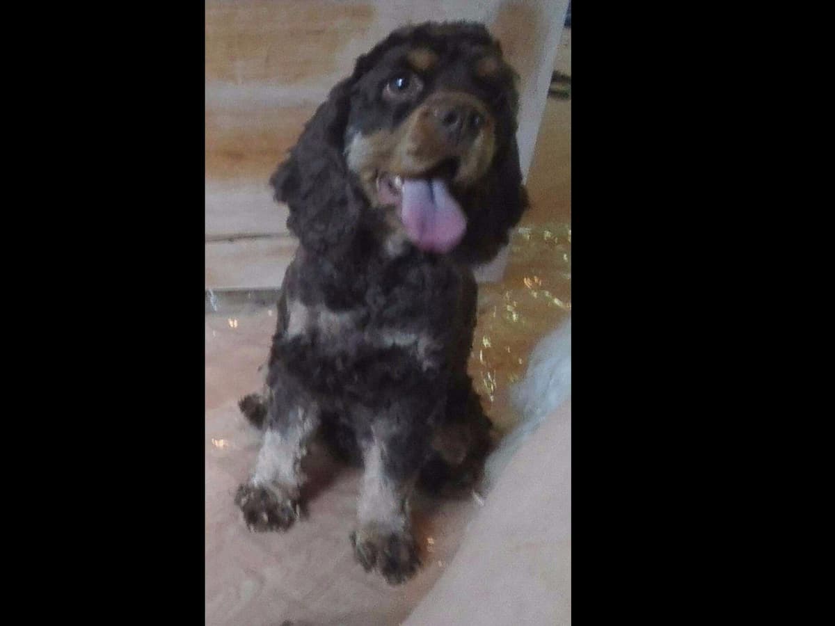 Cocker Spaniel Puppies breeder image 25
