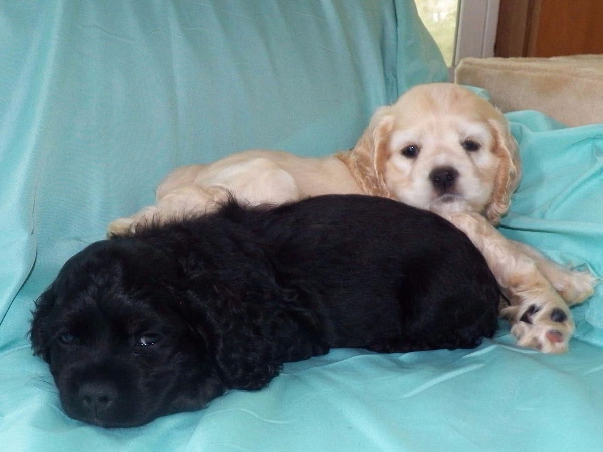 Cocker Spaniel Puppies breeder image 17