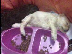Cocker Spaniel Puppies breeder image 16