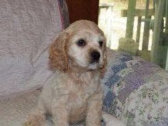 Cocker Spaniel Puppies breeder image 15