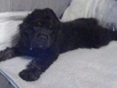 Cocker Spaniel Puppies breeder image 14