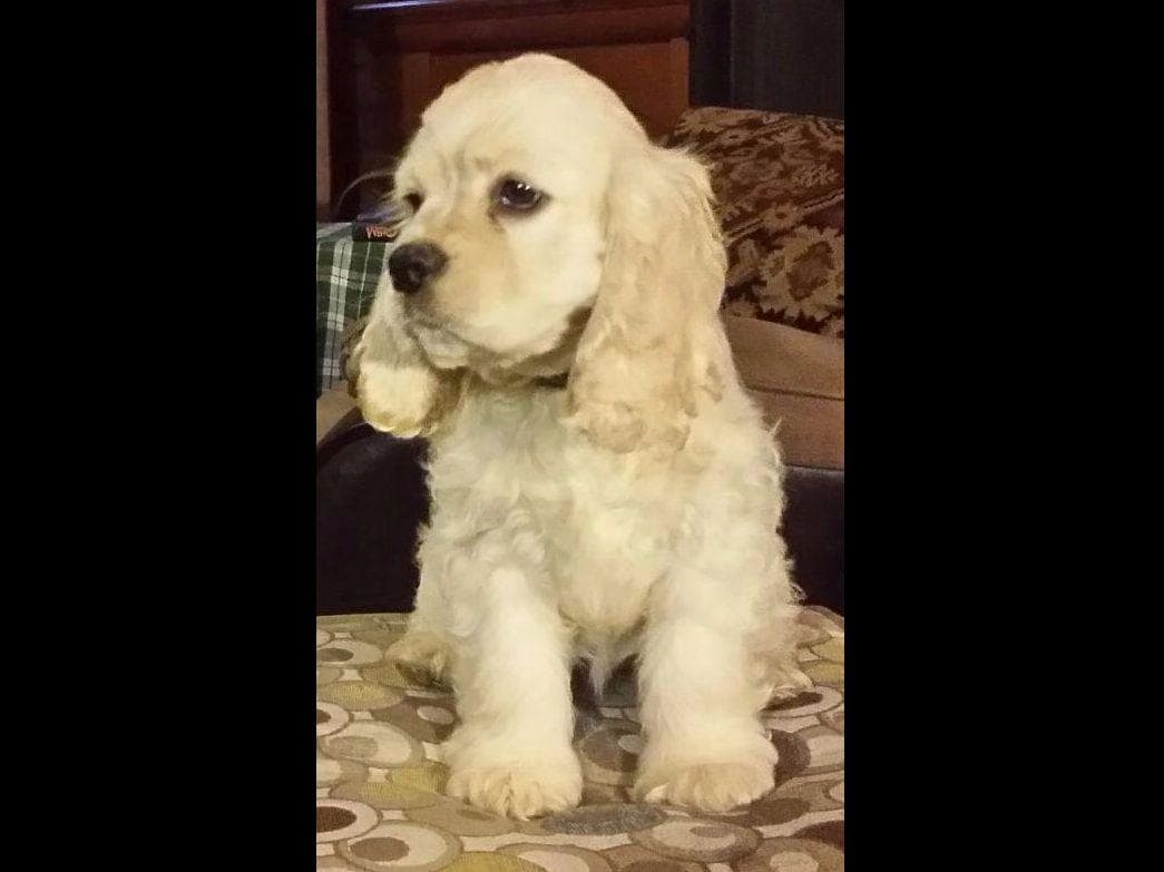 Cocker Spaniel Puppies breeder image 12