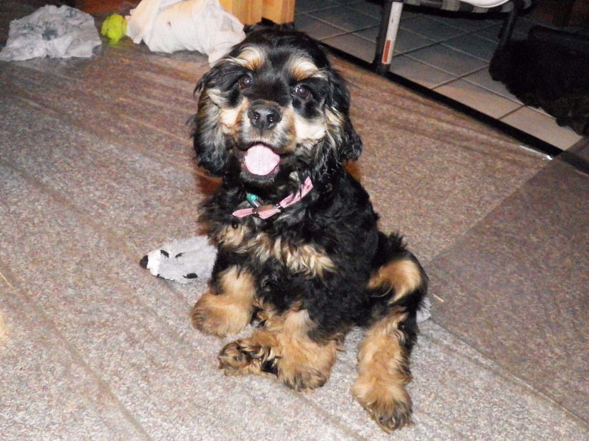 Cocker Spaniel Puppies breeder image 11