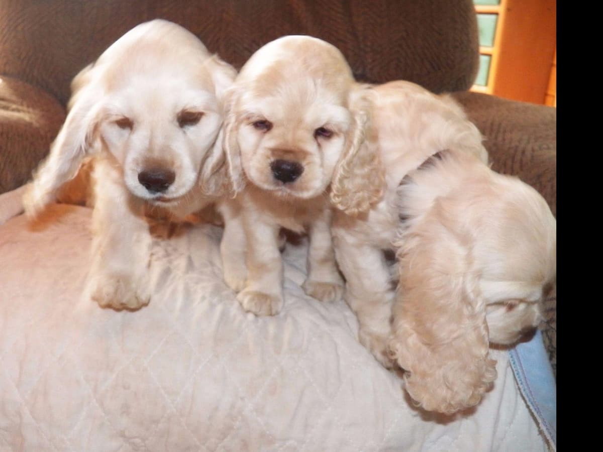 Cocker Spaniel Puppies breeder image 10