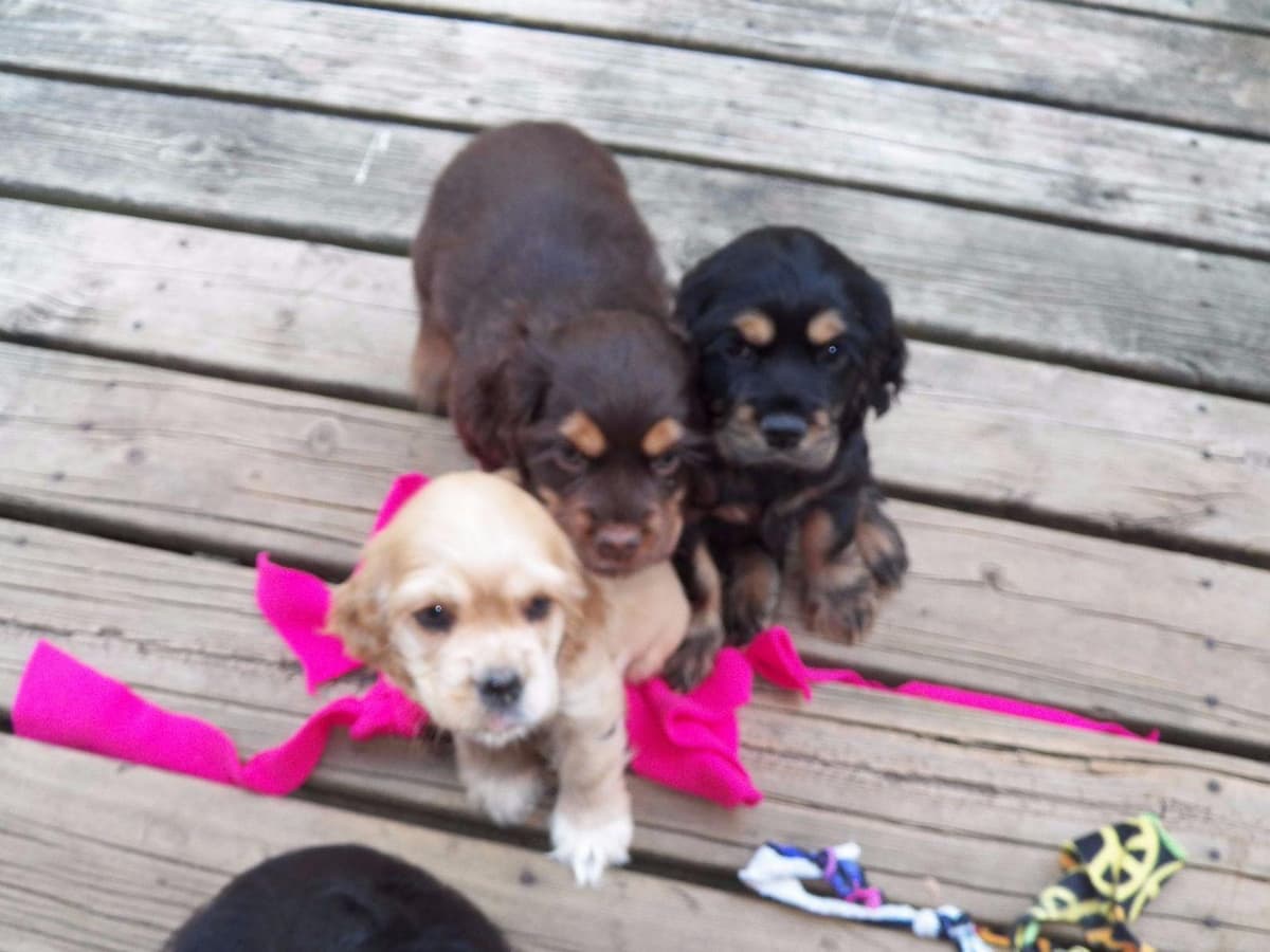 Cocker Spaniel Puppies breeder image 9