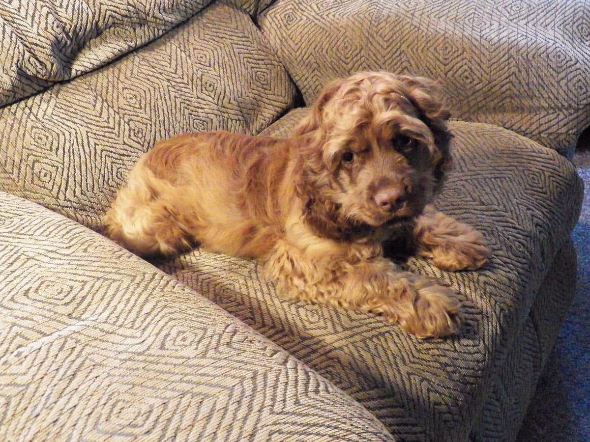 Cocker Spaniel Puppies breeder image 8
