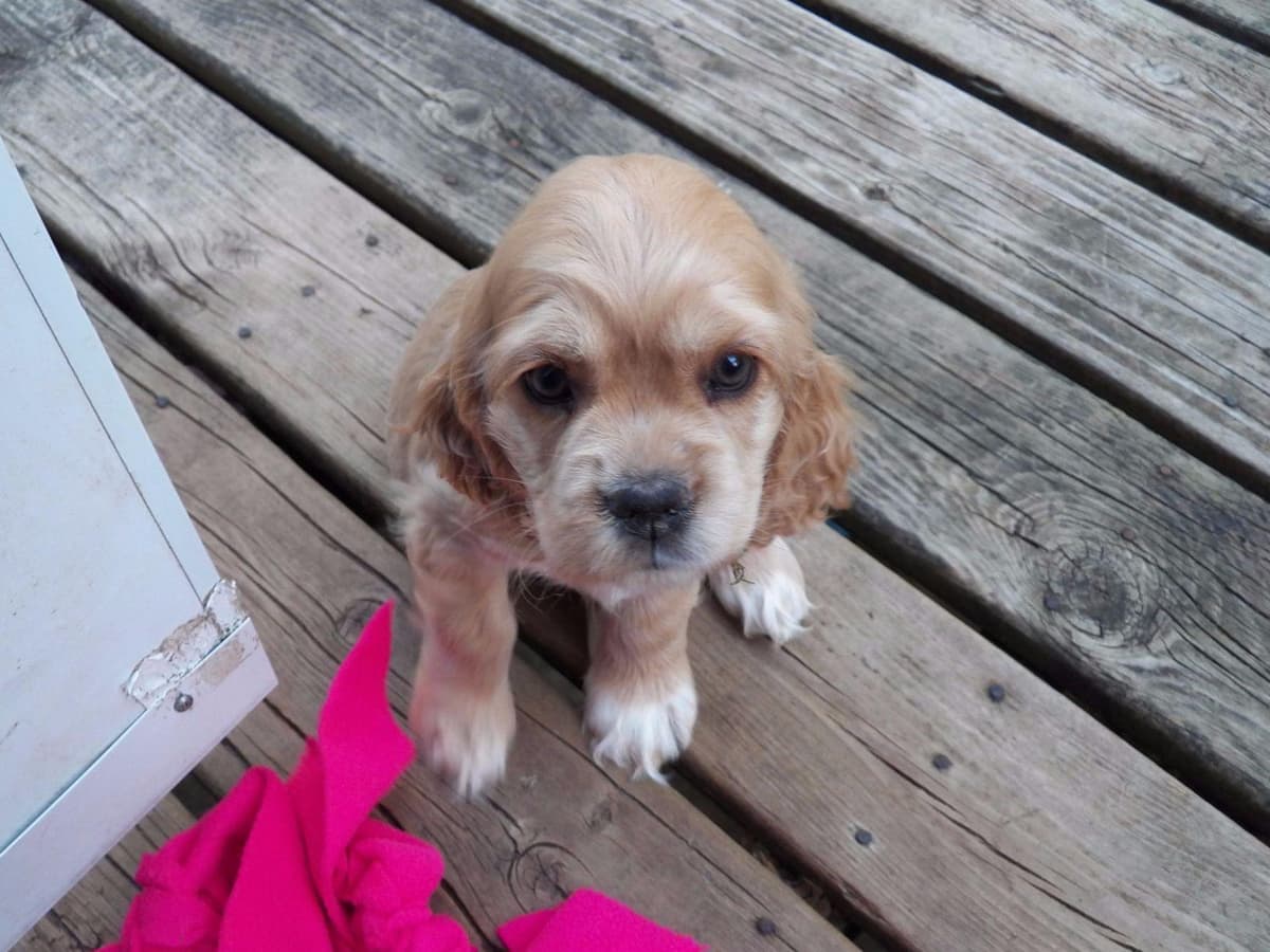 Cocker Spaniel Puppies breeder image 7