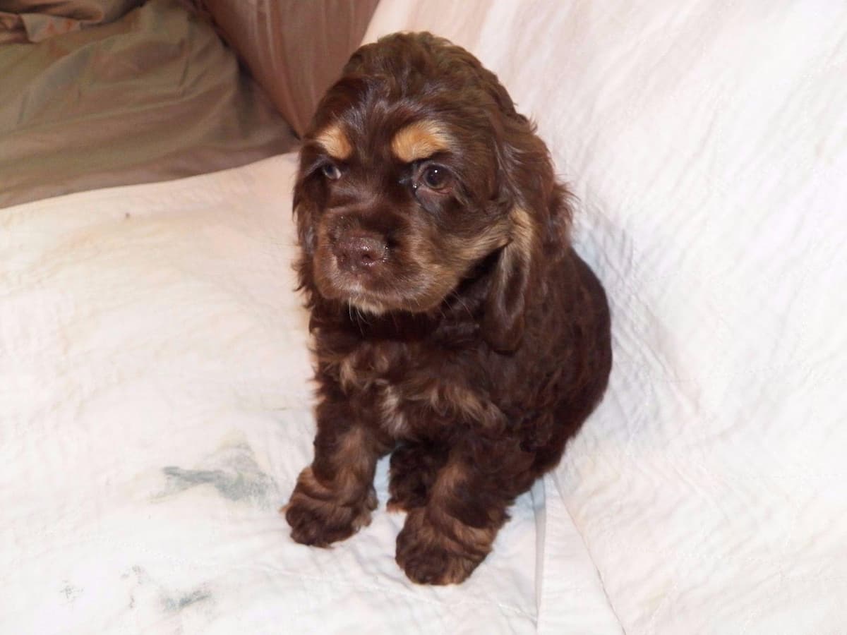 Cocker Spaniel Puppies breeder image 6