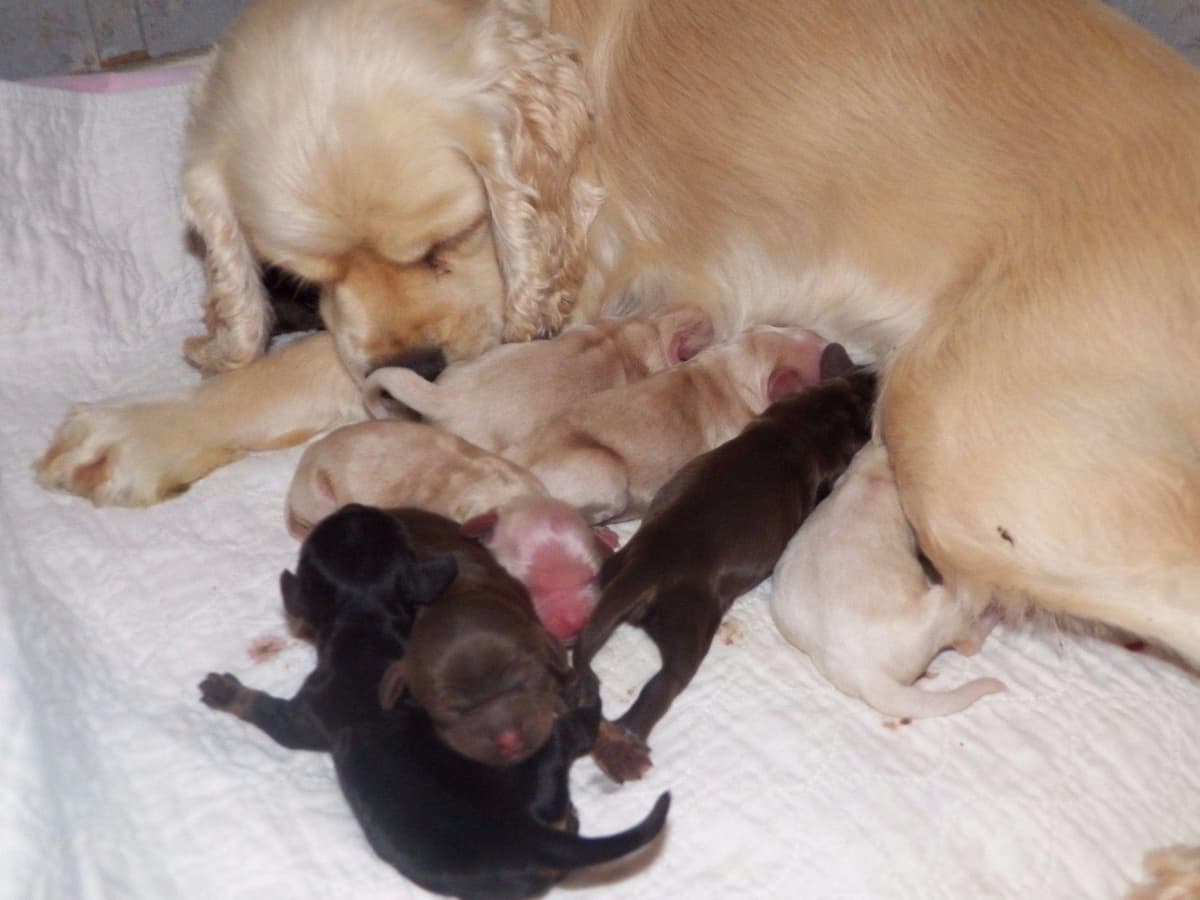 Cocker Spaniel Puppies breeder image 3