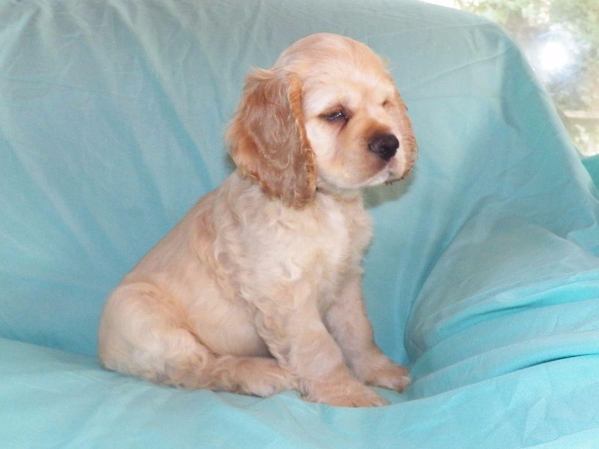 Cocker Spaniel Puppies breeder image 4