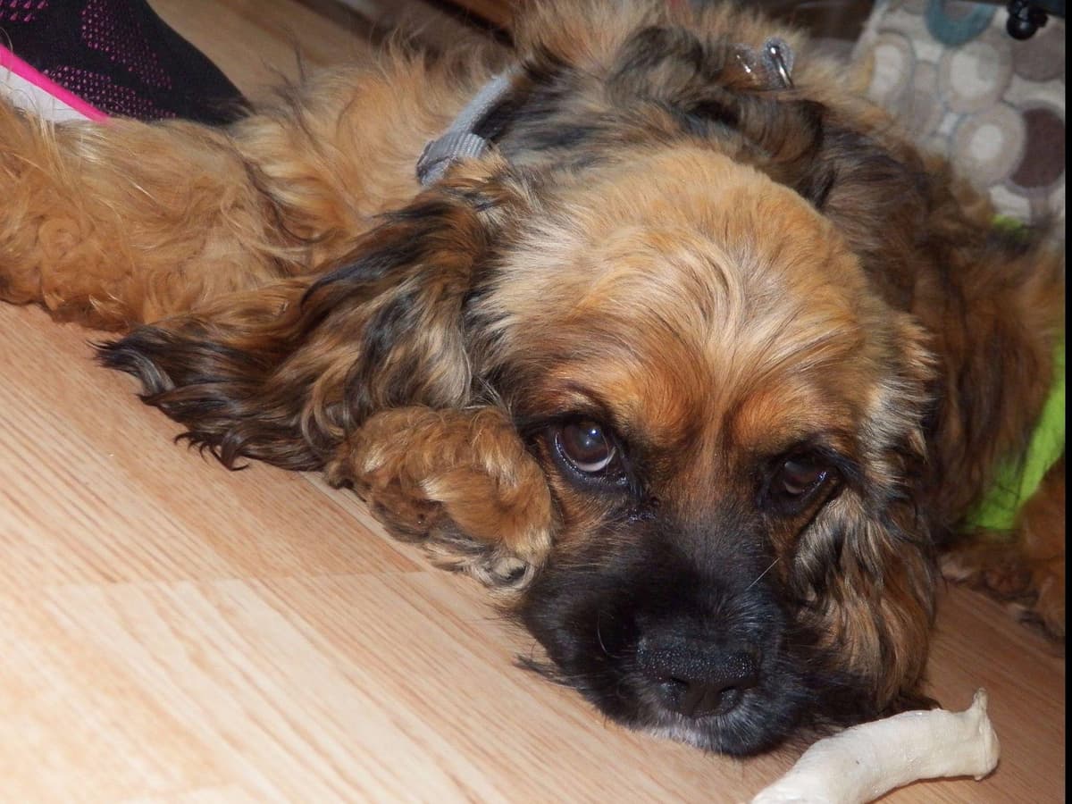 Cocker Spaniel Puppies breeder image 1