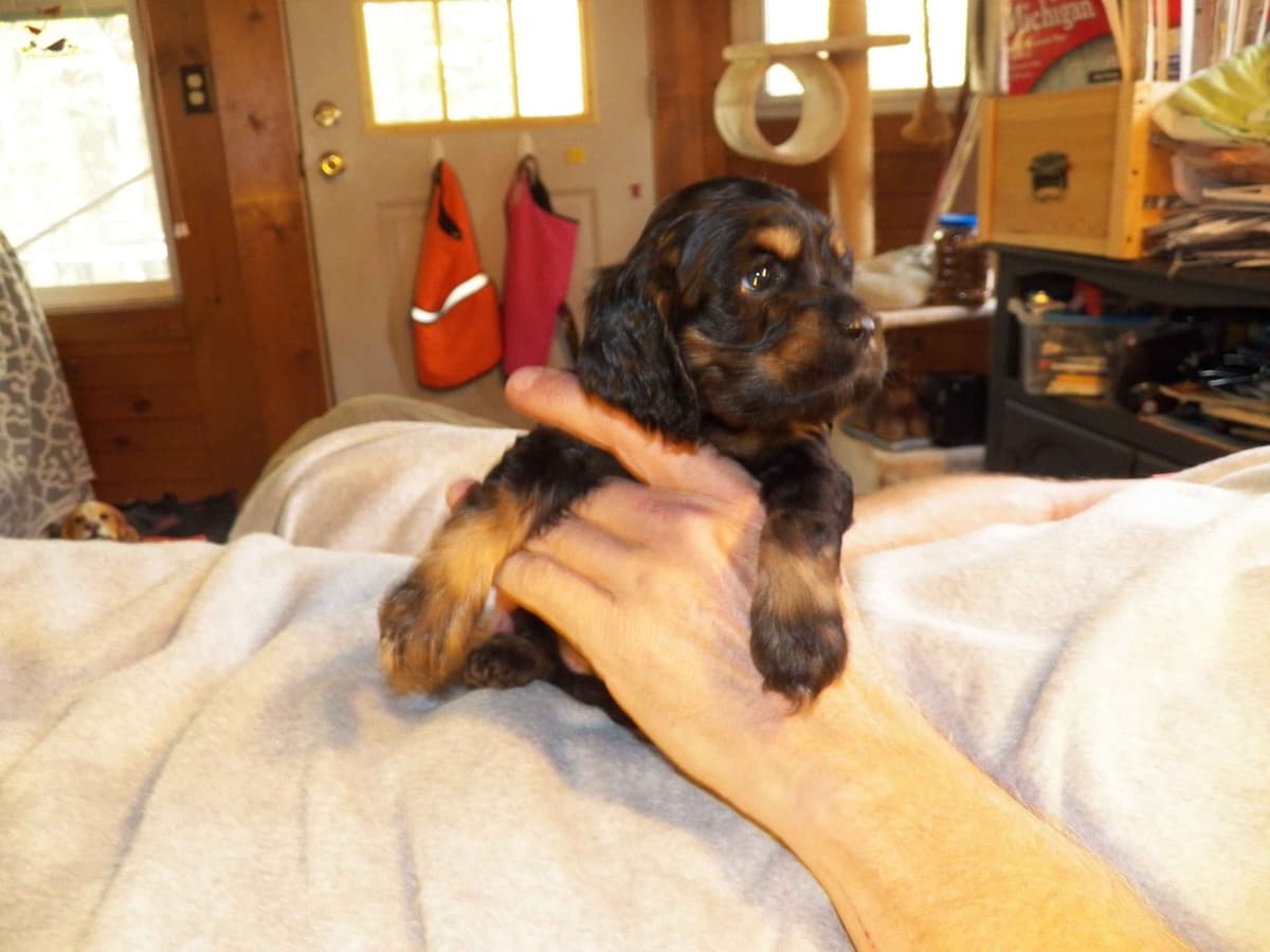 Cocker Spaniel Puppies breeder image 27