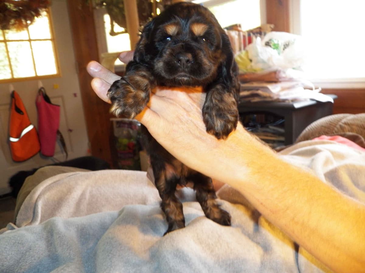 Cocker Spaniel Puppies breeder image 28