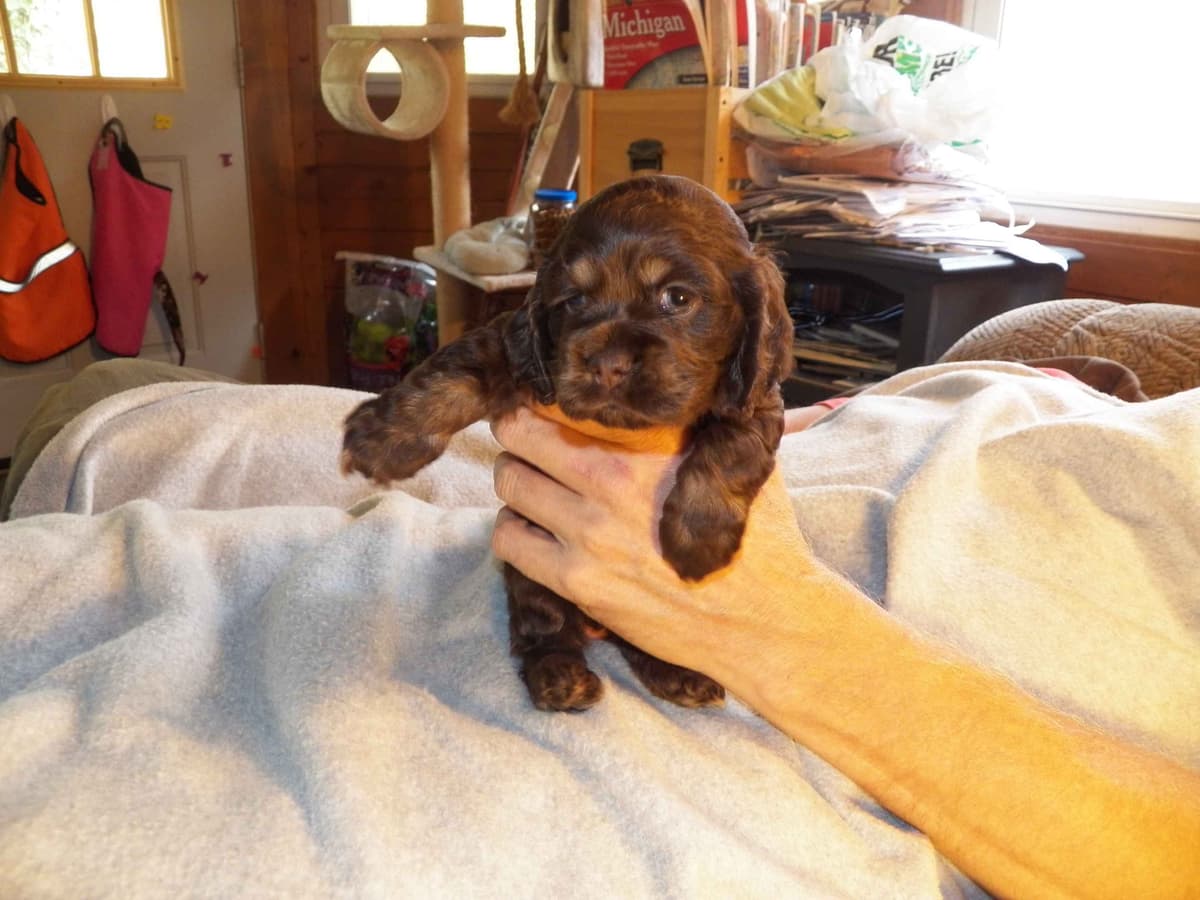 Cocker Spaniel Puppies breeder image 29
