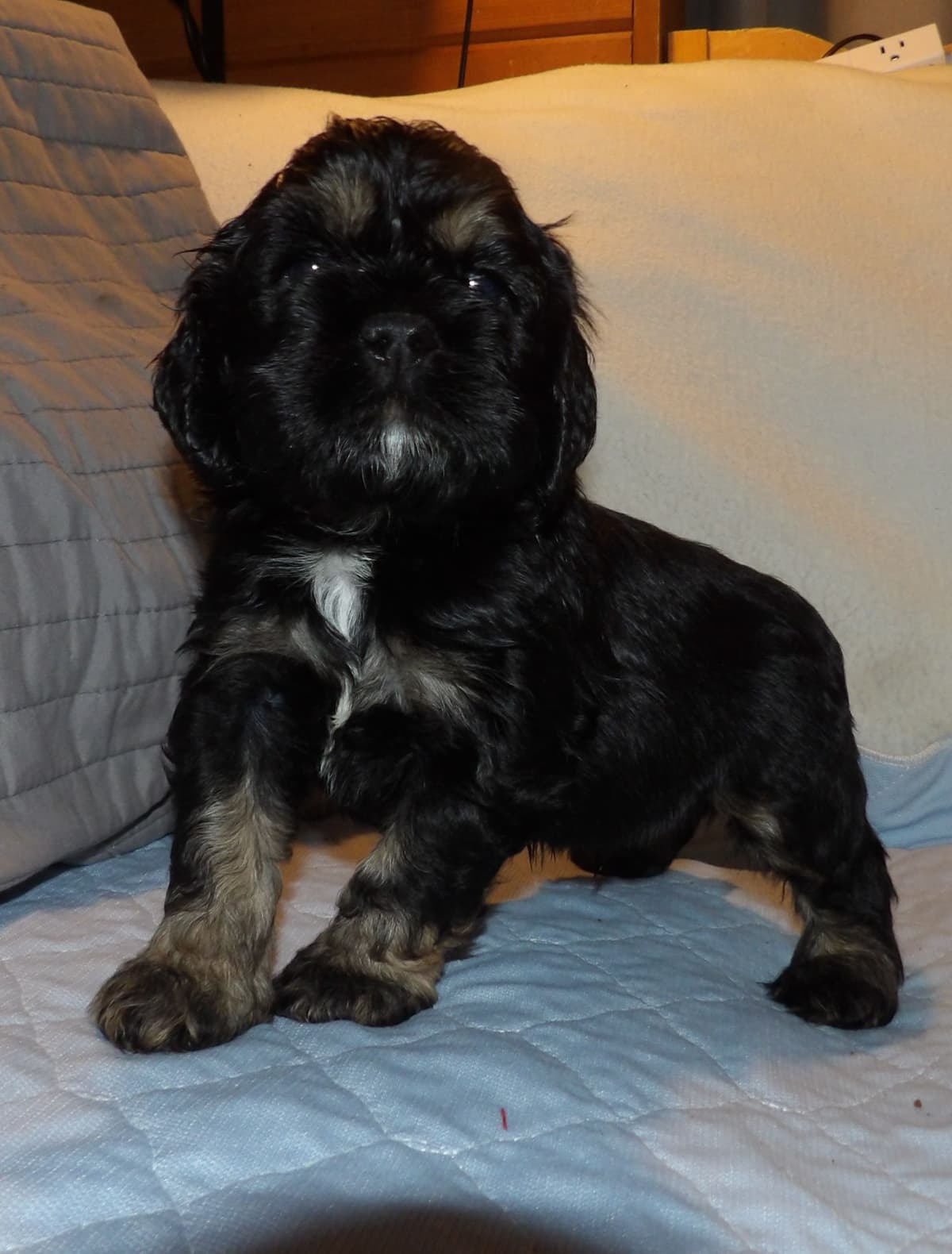 Cocker Spaniel Puppies breeder image 31