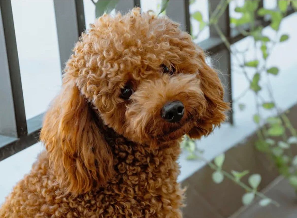 RED MINI POODLE PUPPIES breeder image 5