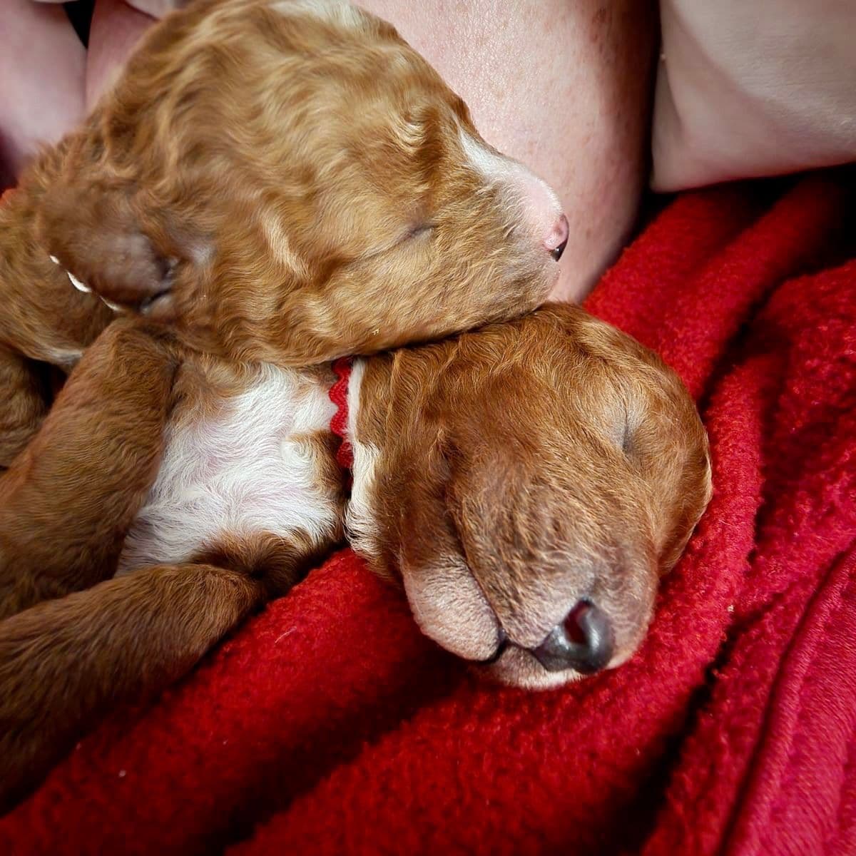 RED MINI POODLE PUPPIES breeder image 8