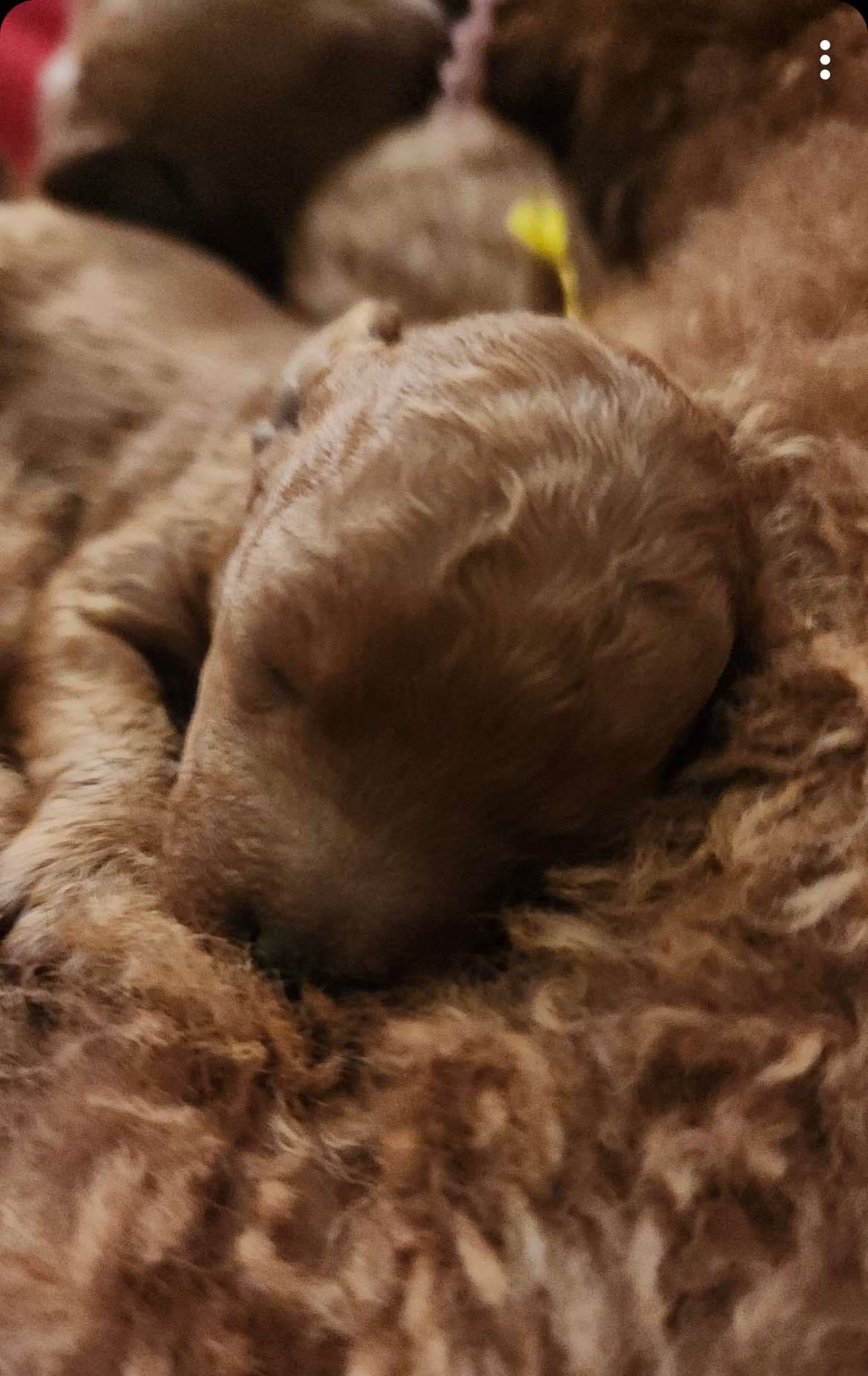 RED MINI POODLE PUPPIES breeder image 9