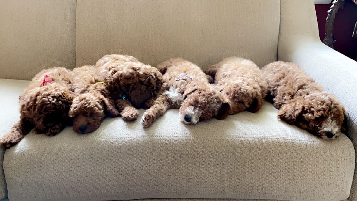 RED MINI POODLE PUPPIES breeder image 3