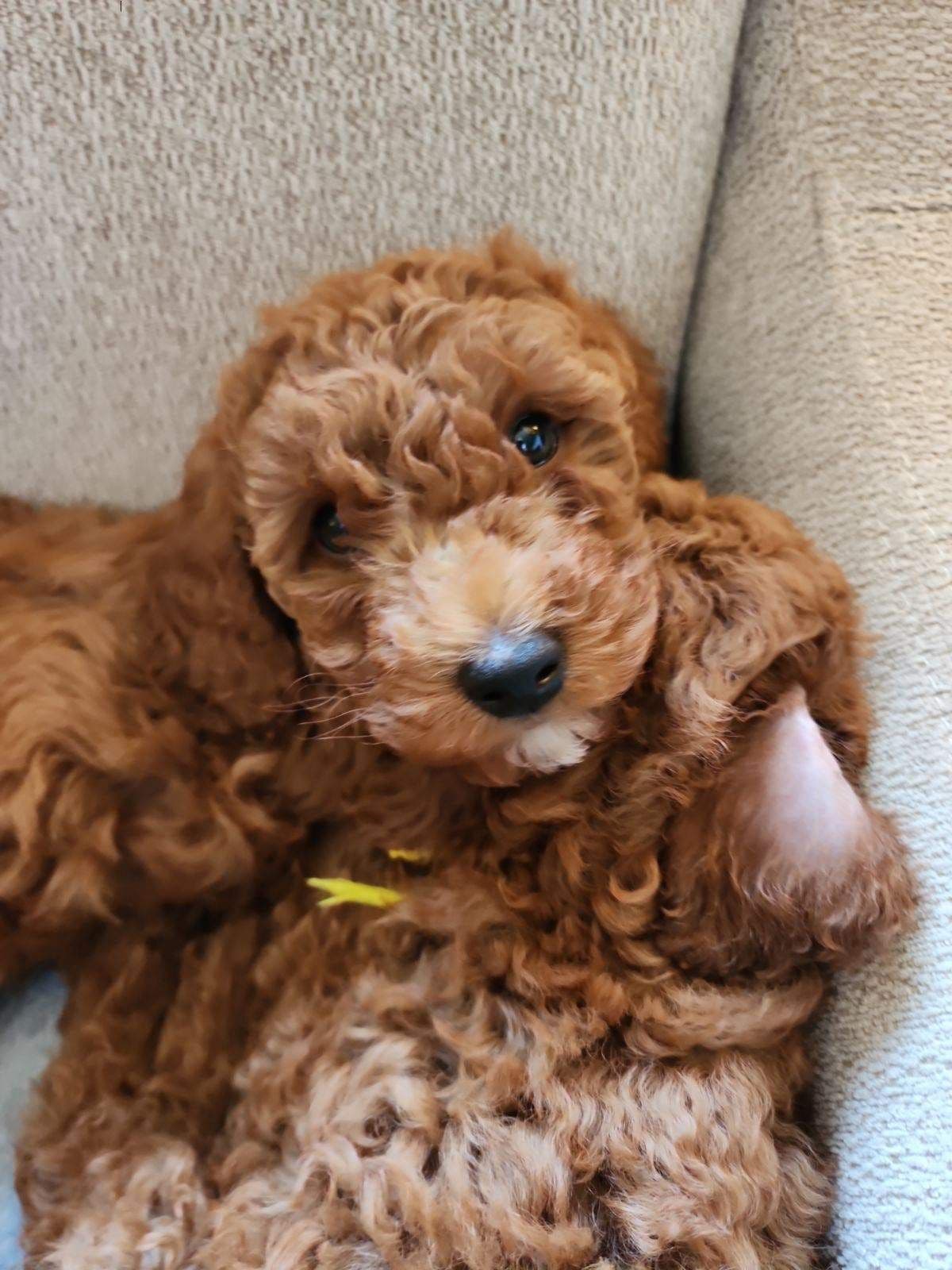 RED MINI POODLE PUPPIES breeder image 10