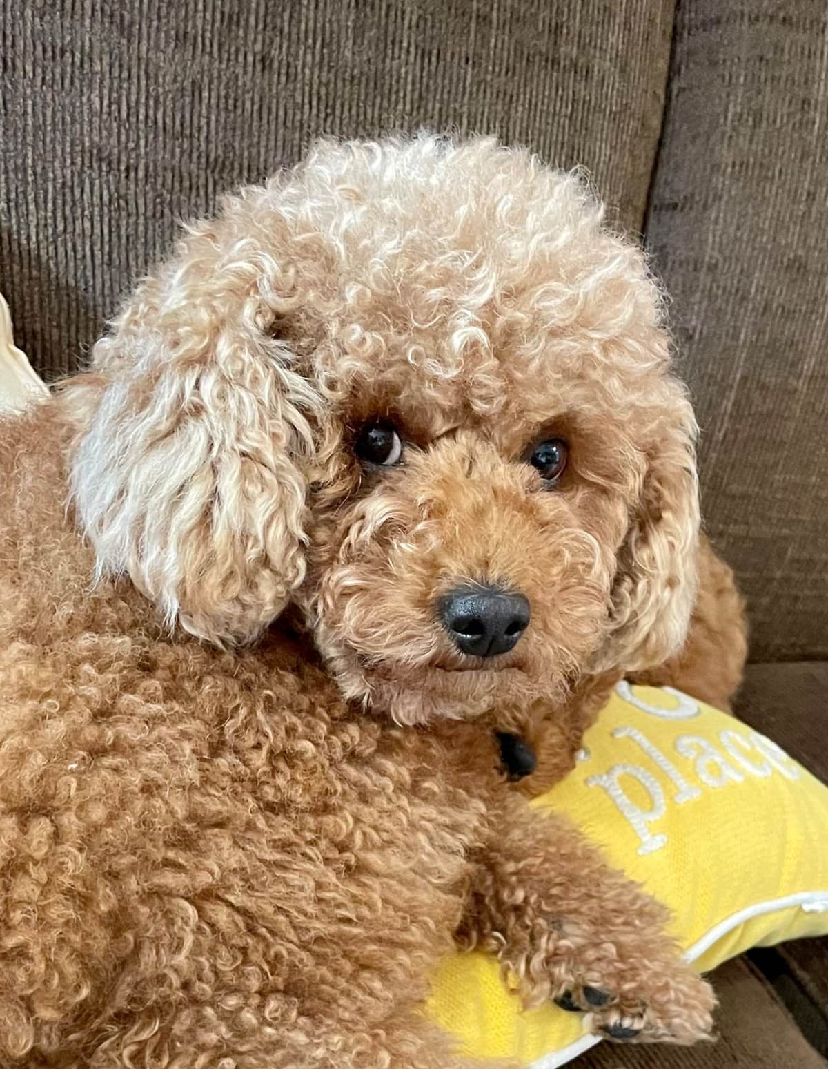 RED MINI POODLE PUPPIES breeder image 13
