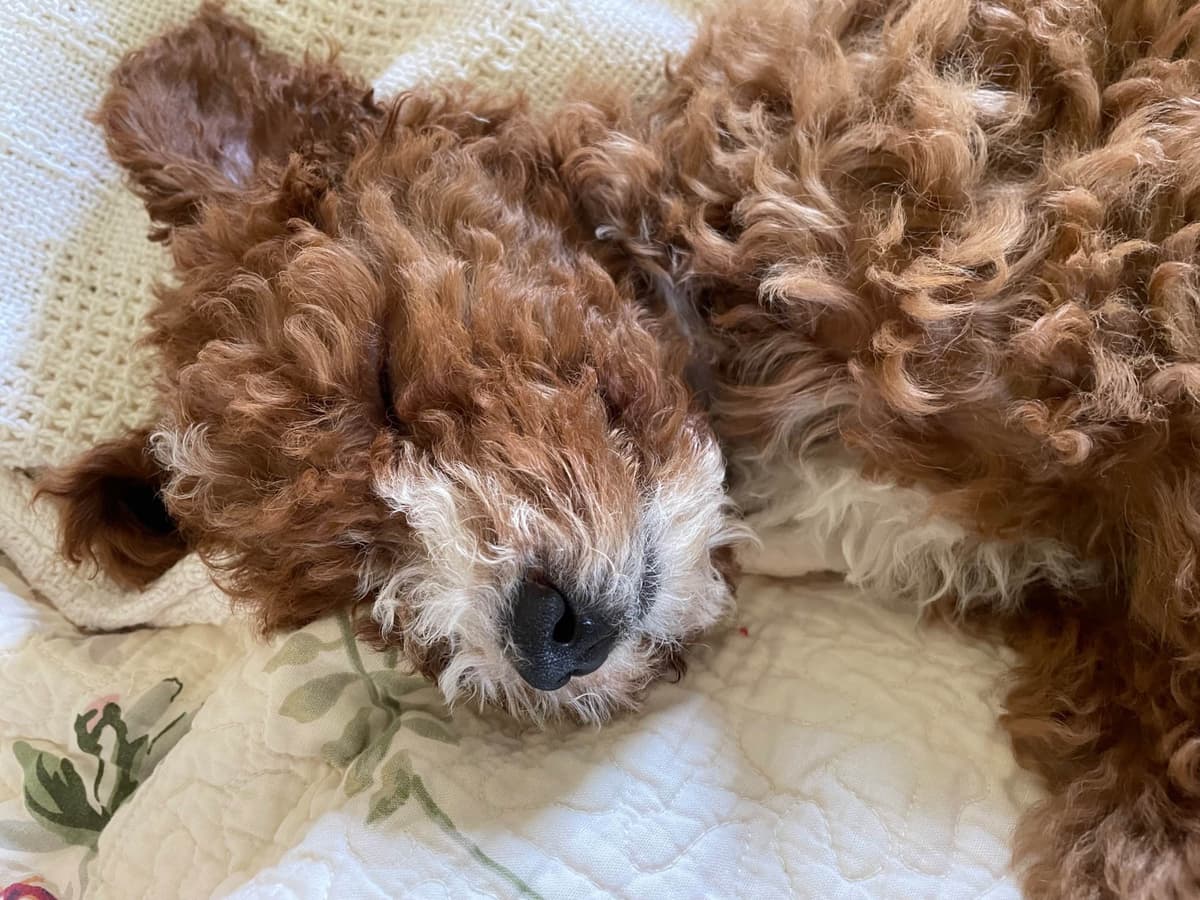 RED MINI POODLE PUPPIES breeder image 12