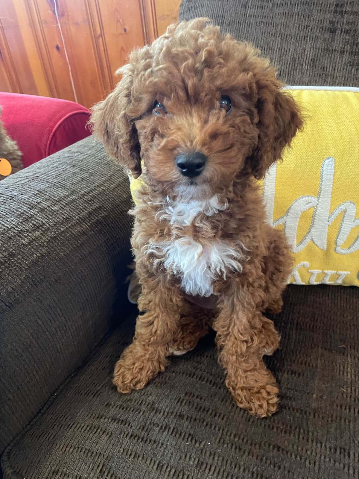 RED MINI POODLE PUPPIES breeder image 4