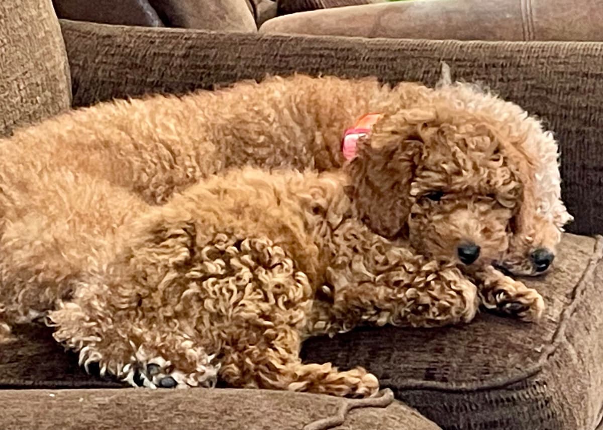 RED MINI POODLE PUPPIES breeder image 14