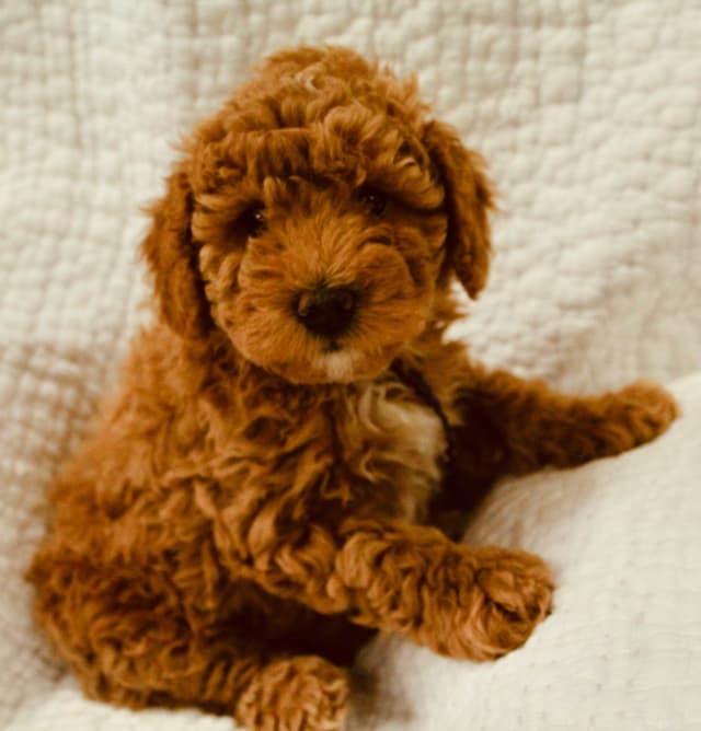 RED MINI POODLE PUPPIES media 6