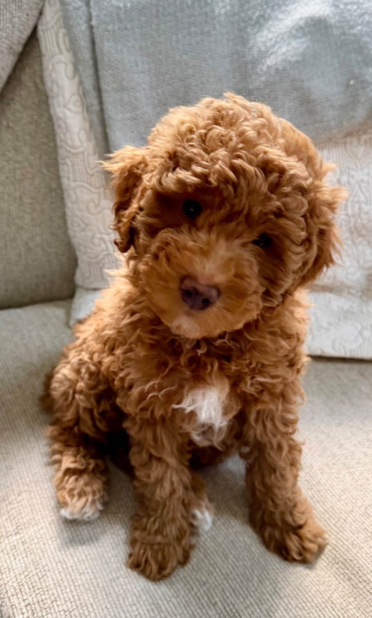 RED MINI POODLE PUPPIES breeder image 1