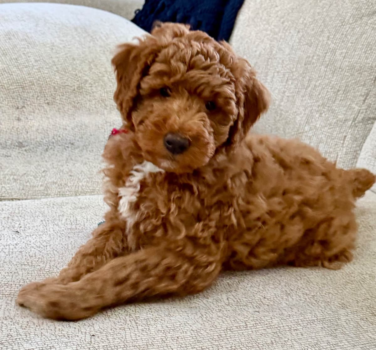 RED MINI POODLE PUPPIES breeder image 2