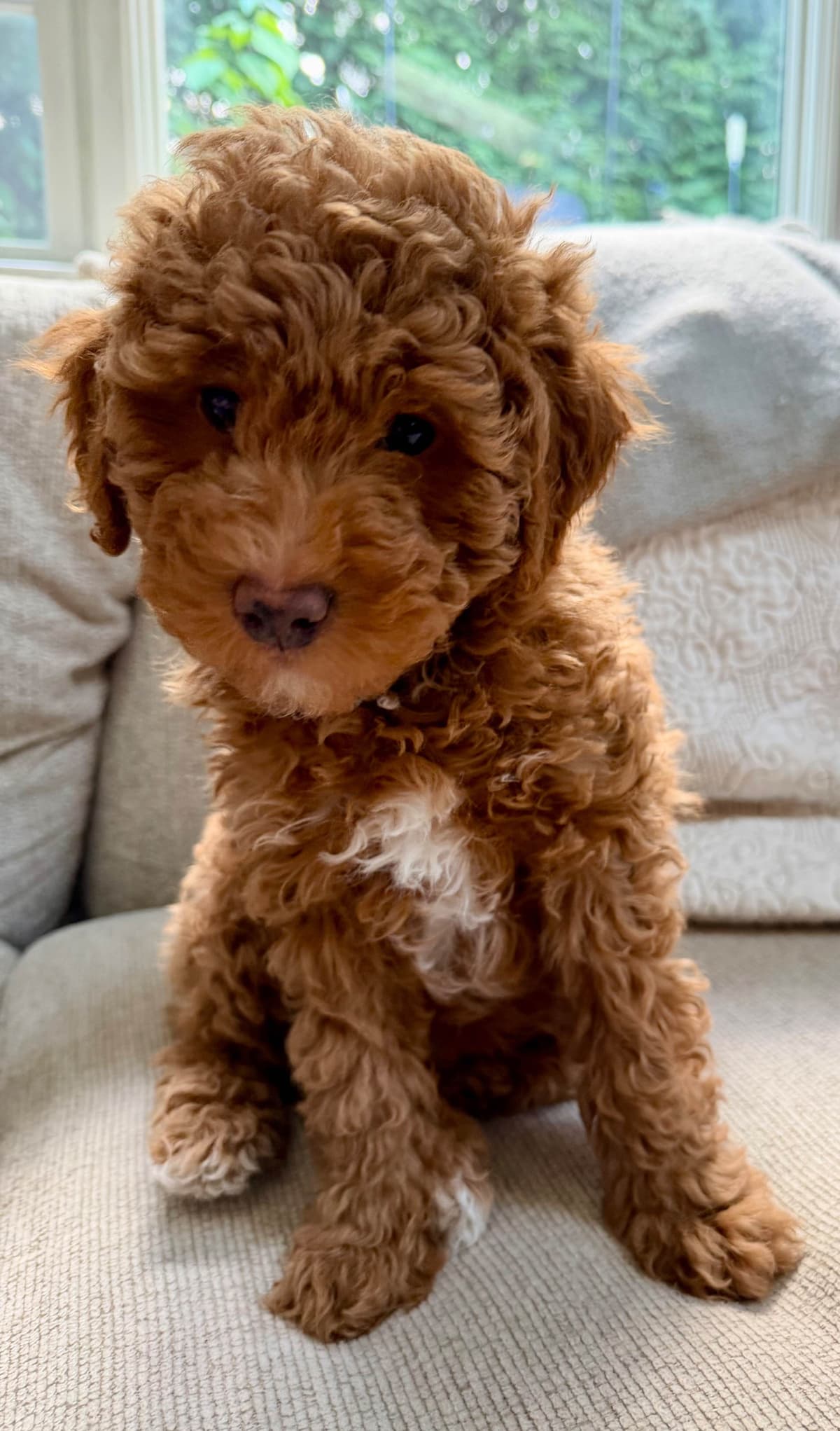 RED MINI POODLE PUPPIES breeder image 6