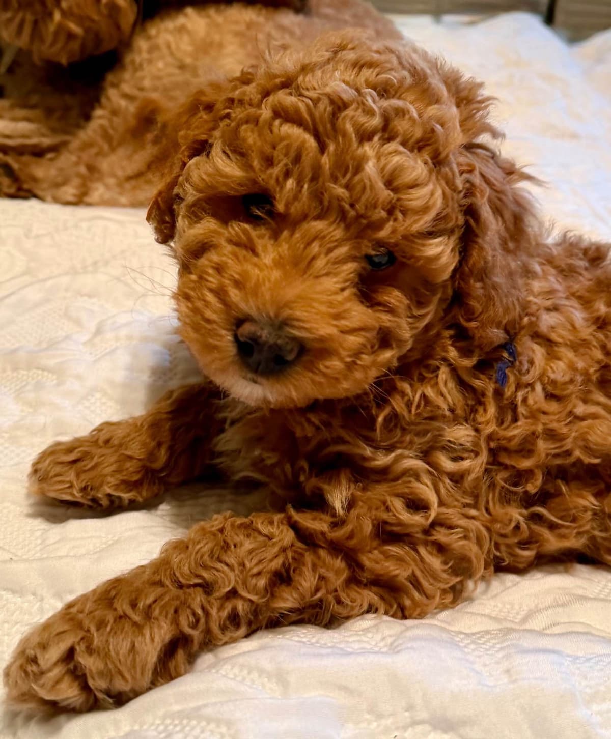 RED MINI POODLE PUPPIES breeder image 7