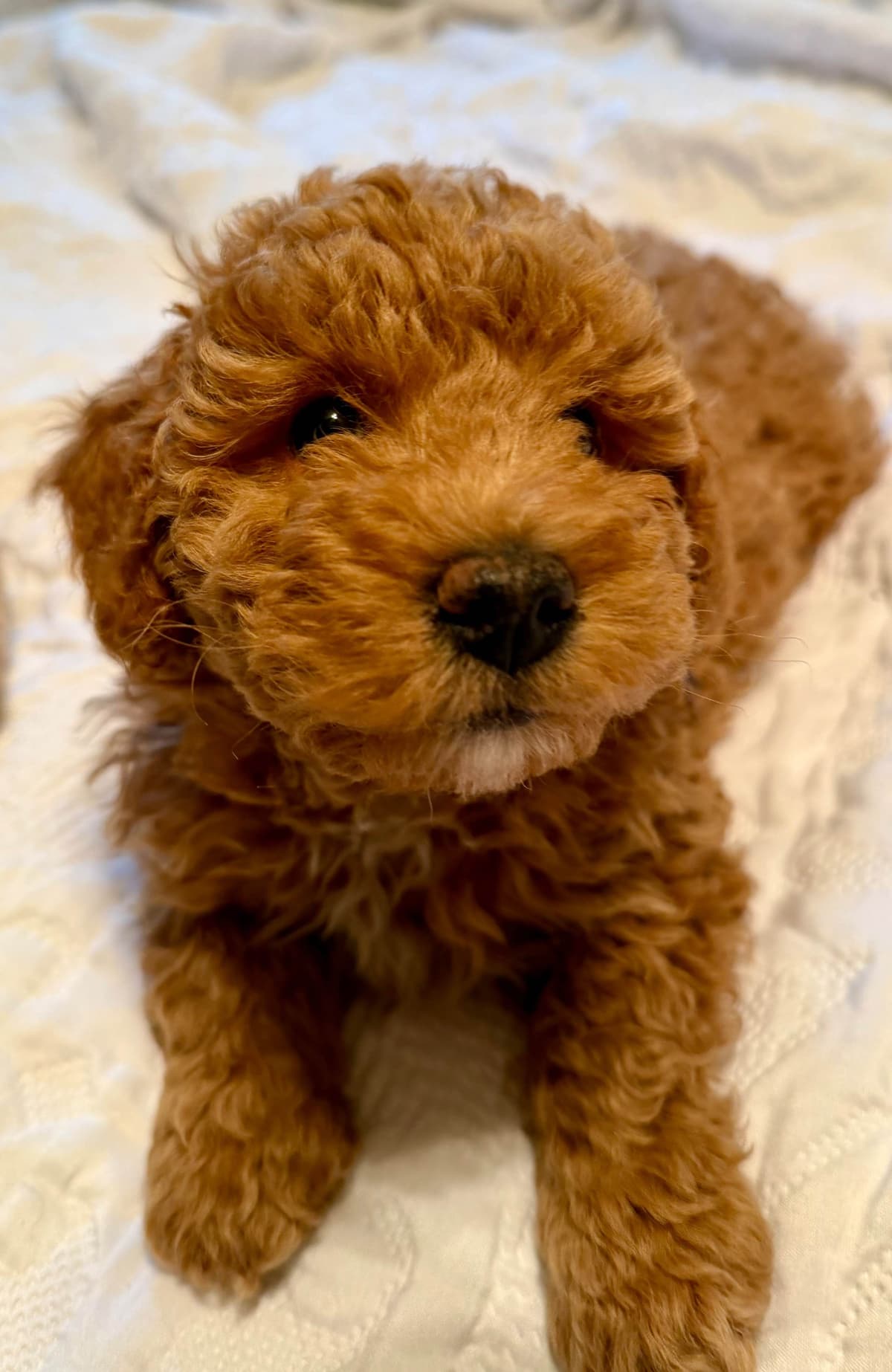 RED MINI POODLE PUPPIES breeder image 15