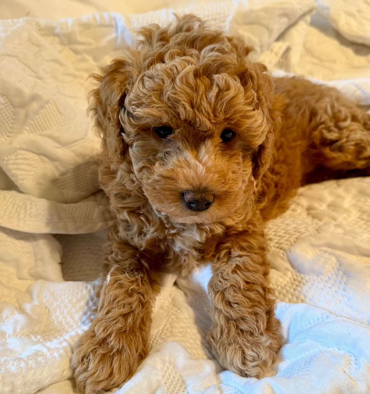 RED MINI POODLE PUPPIES breeder image 17