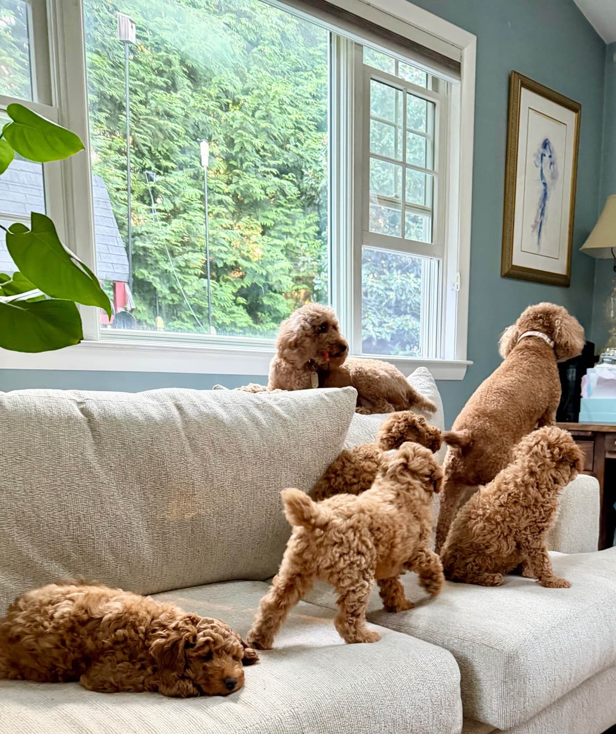 RED MINI POODLE PUPPIES breeder image 16