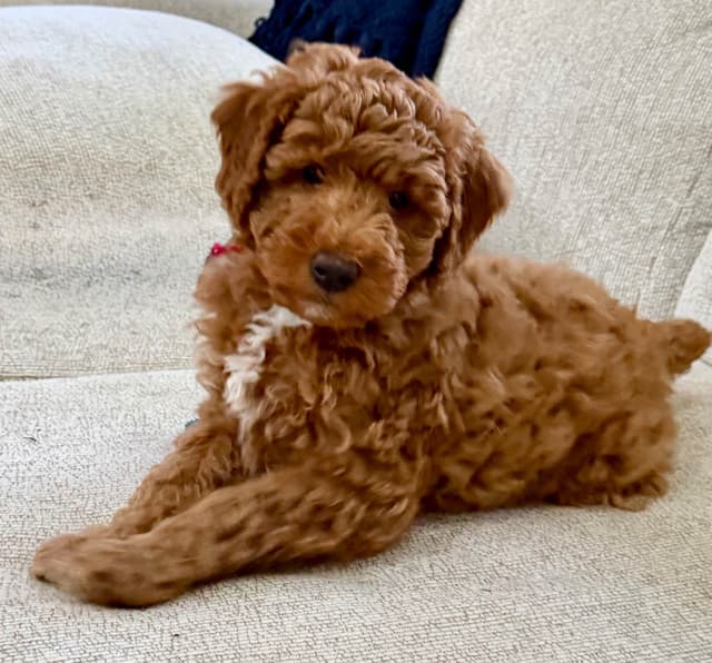 RED MINI POODLE PUPPIES media 4