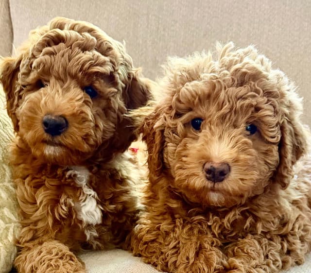 RED MINI POODLE PUPPIES media 3