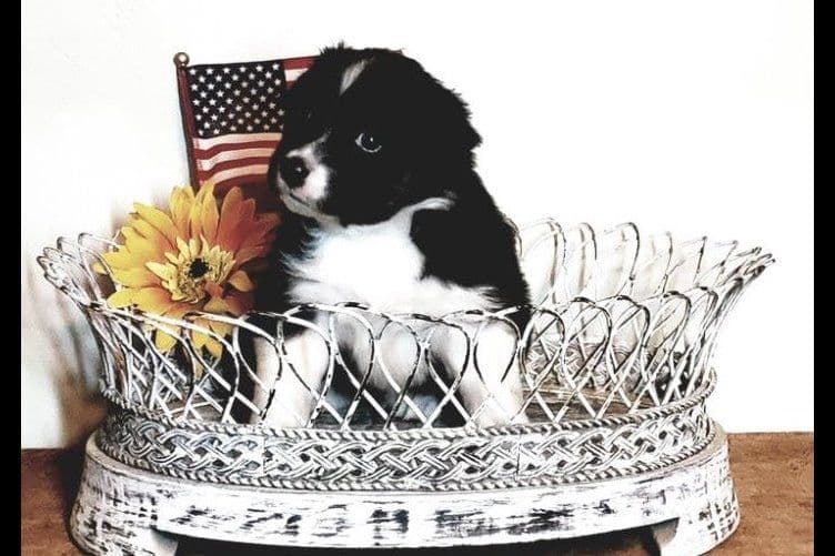 Australian Shepherd Puppies breeder image 5