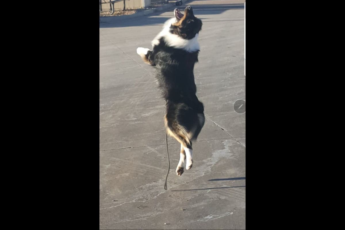 Australian Shepherd Puppies breeder image 8