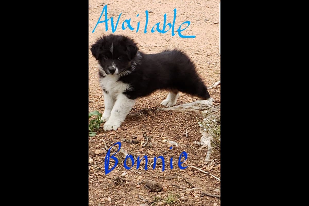 Australian Shepherd Puppies breeder image 3