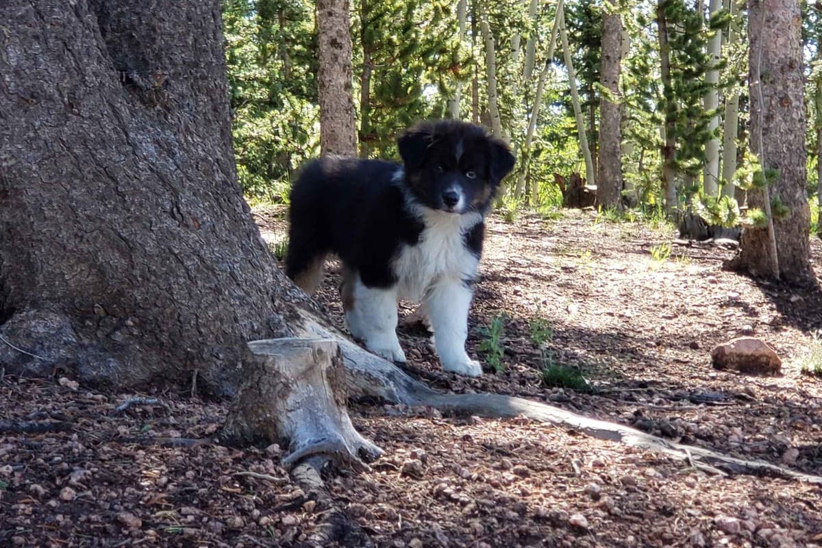 Australian Shepherd Puppies breeder image 2
