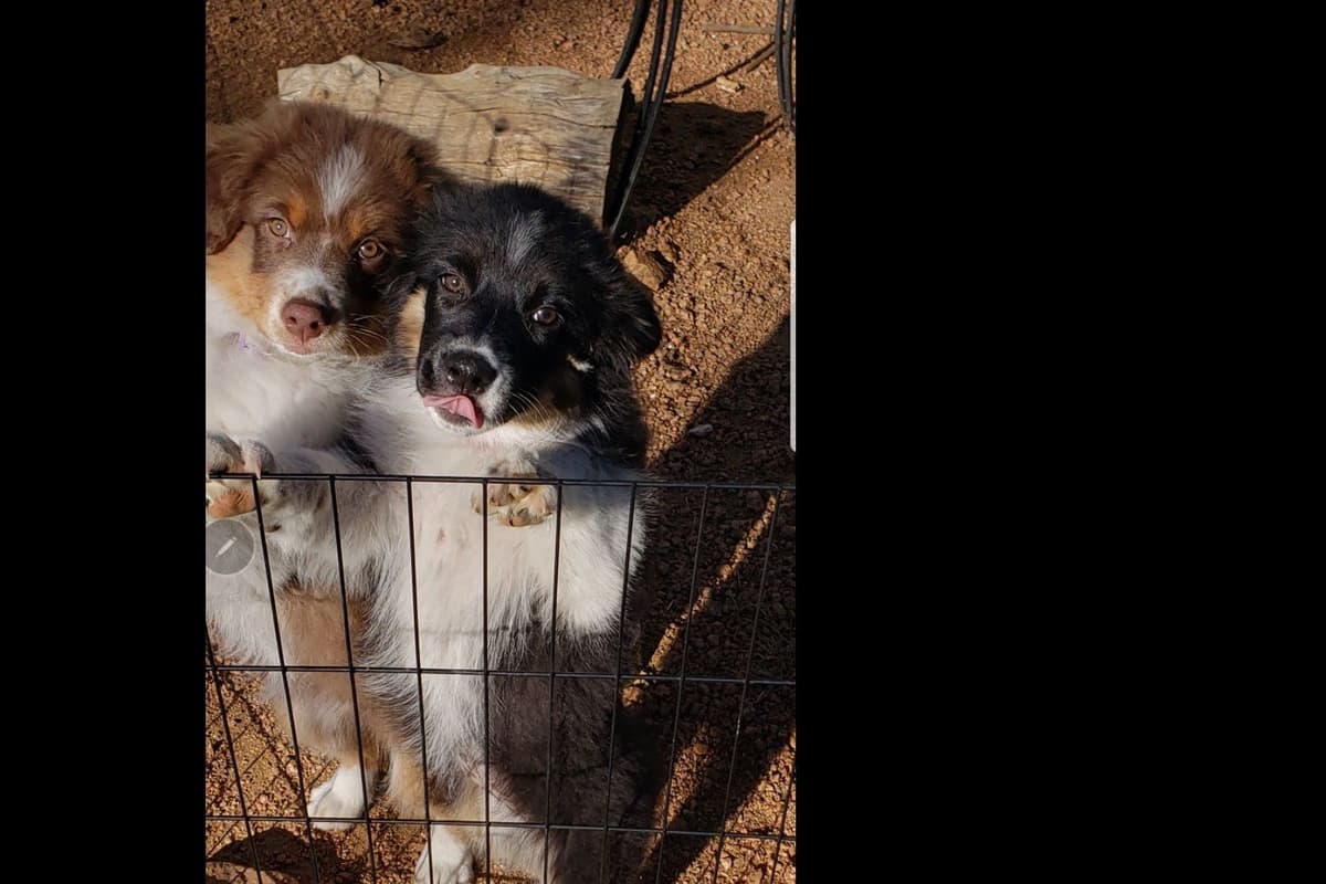 Australian Shepherd Puppies breeder image 1
